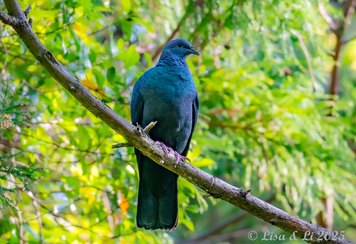 Black Wood-Pigeon - ML637117405