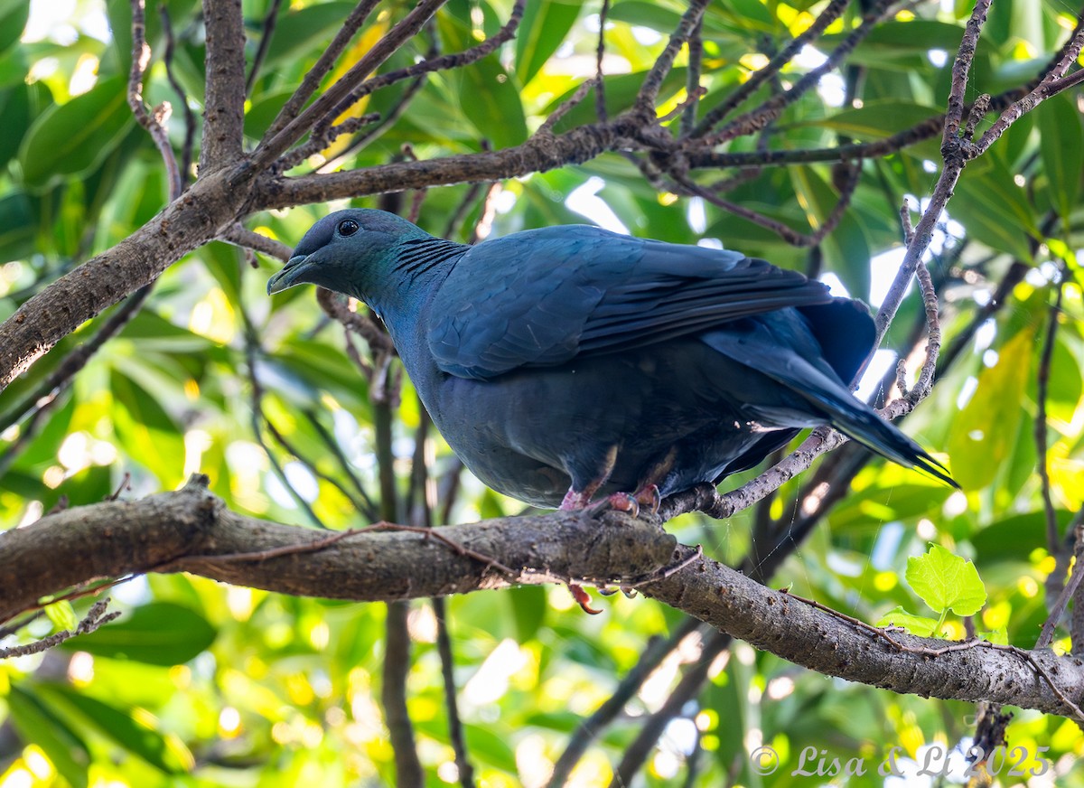Black Wood-Pigeon - ML637117410