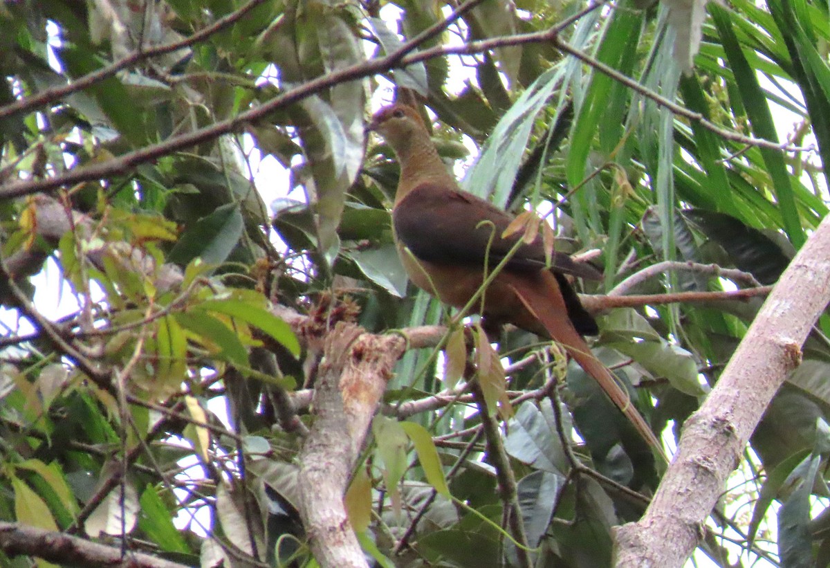 Amboyna Cuckoo-Dove - ML637117423
