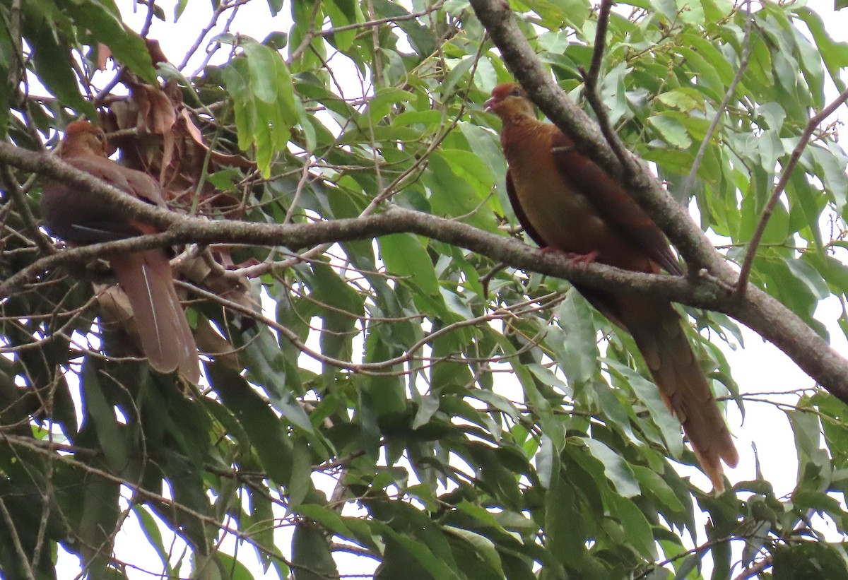 Amboyna Cuckoo-Dove - ML637117425