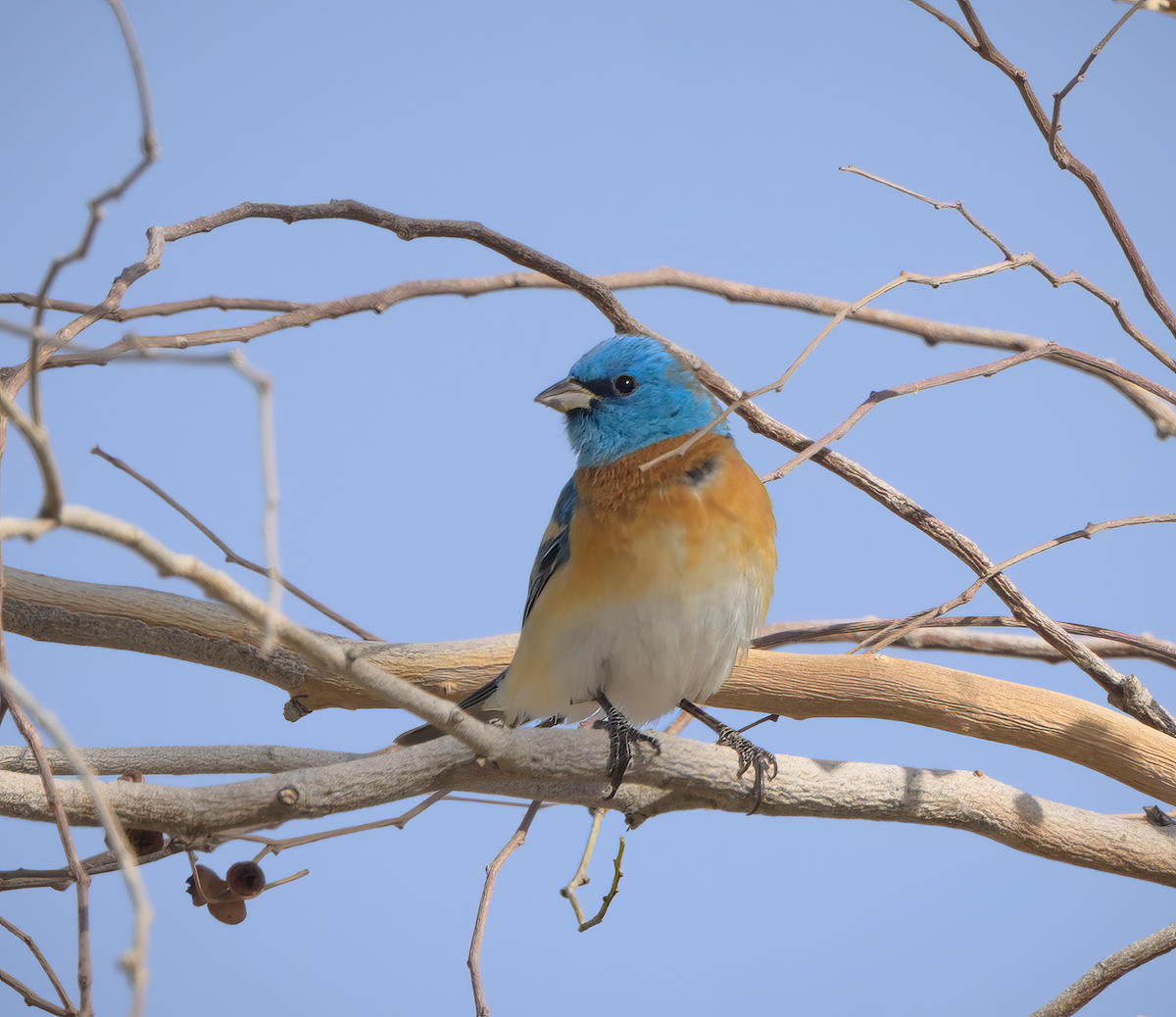 Lazuli Bunting - ML637117478