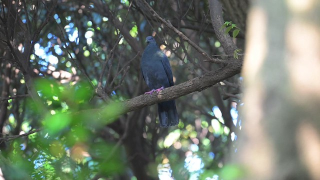 Black Wood-Pigeon - ML637117519
