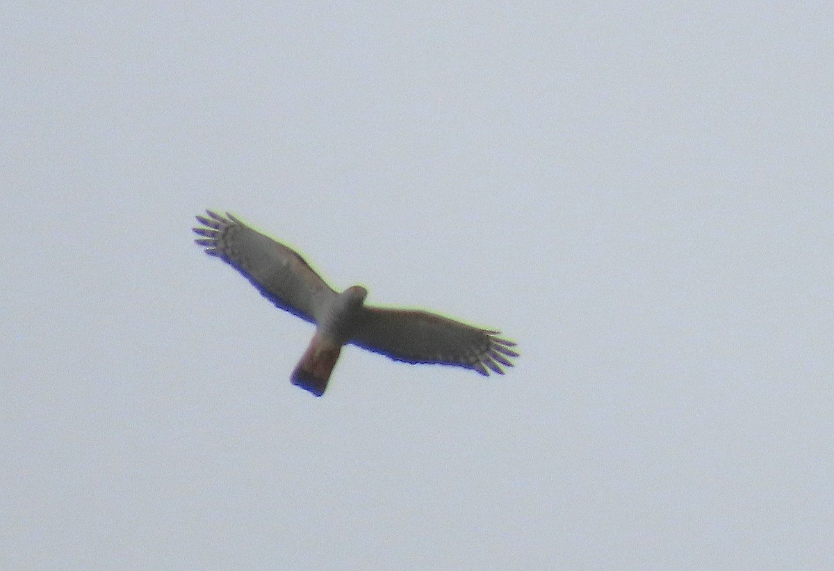 Rufous-necked Sparrowhawk - ML637117522