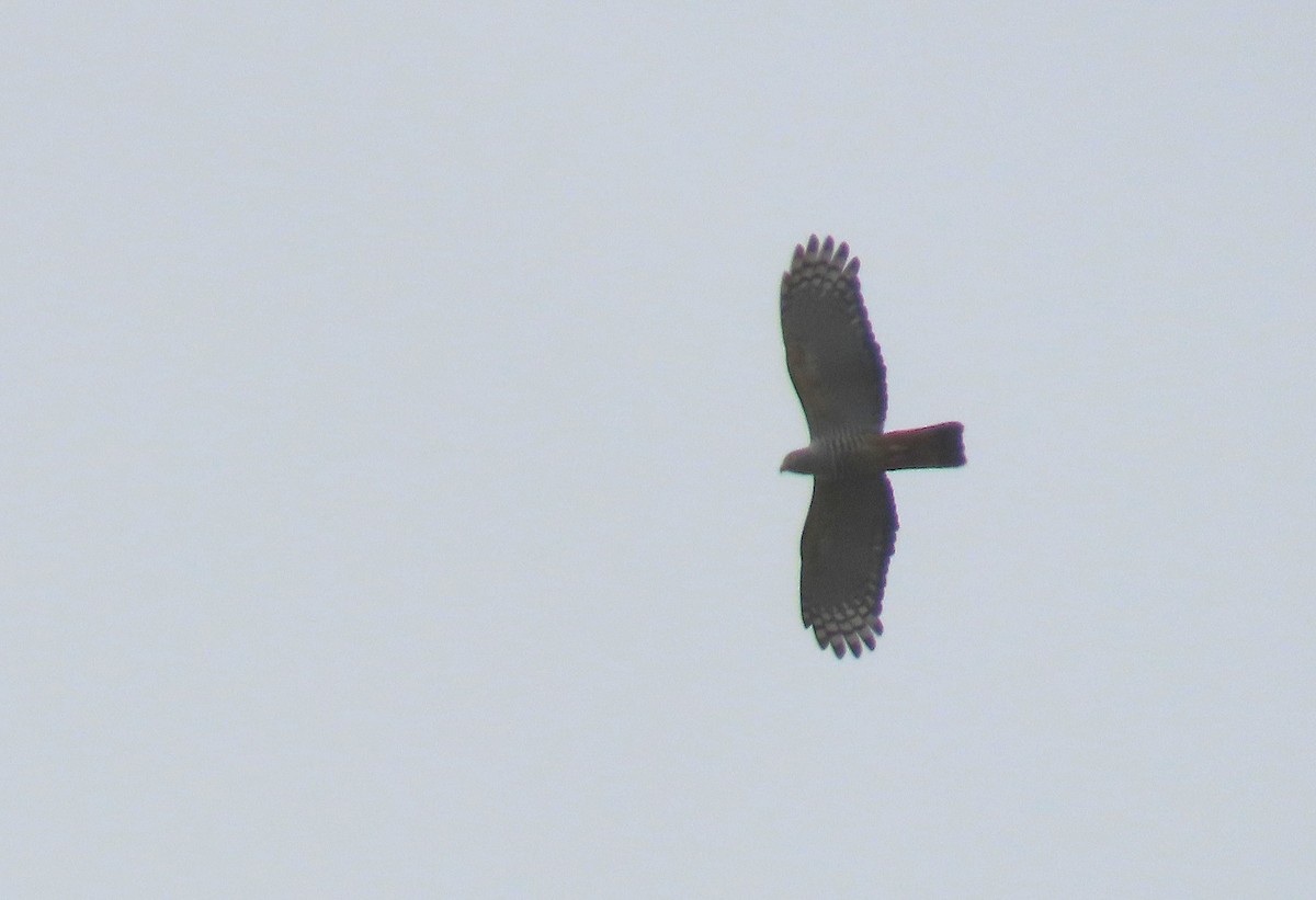 Rufous-necked Sparrowhawk - ML637117525