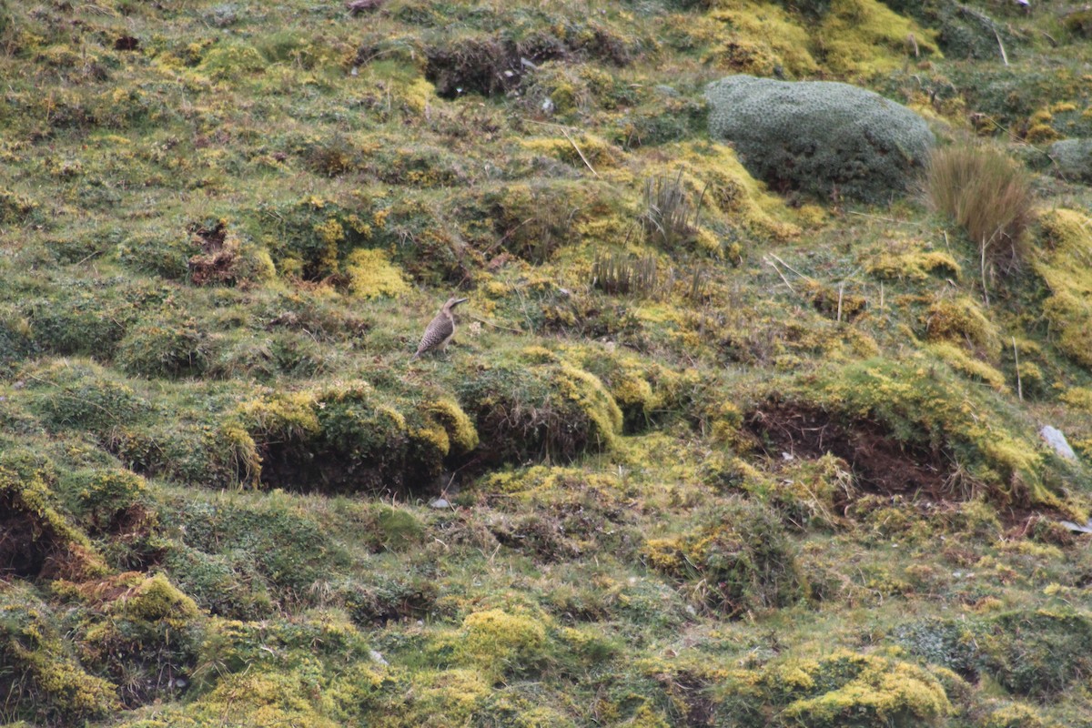 Andean Flicker - ML637117529