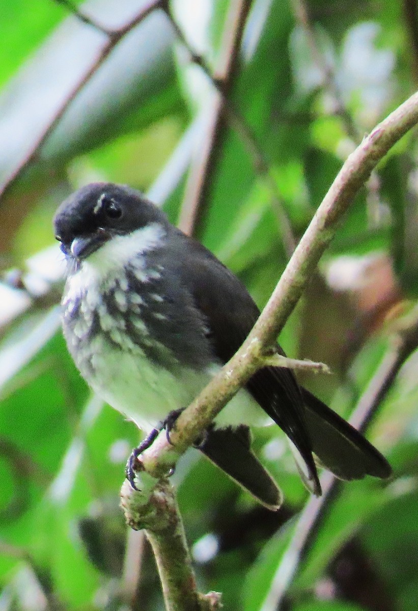 Northern Fantail (Seram) - ML637117530