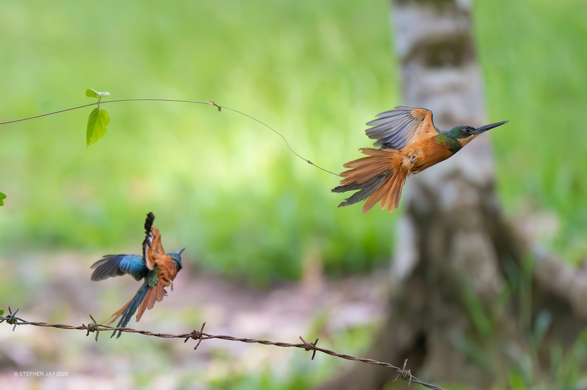Rufous-tailed Jacamar - ML637117532