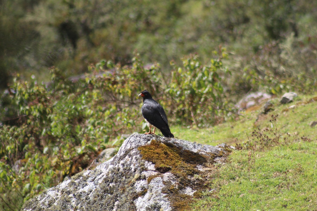 Mountain Caracara - ML637117548