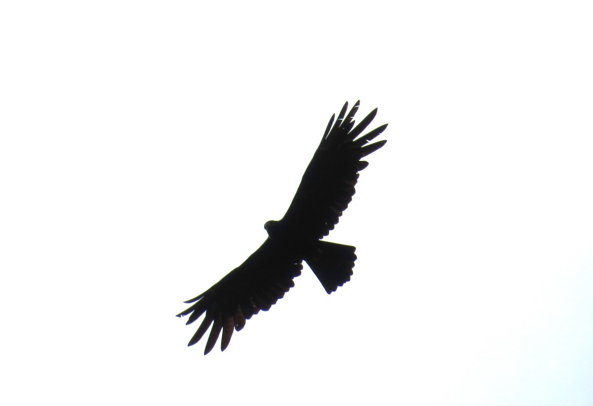 Black Eagle - ML637117566