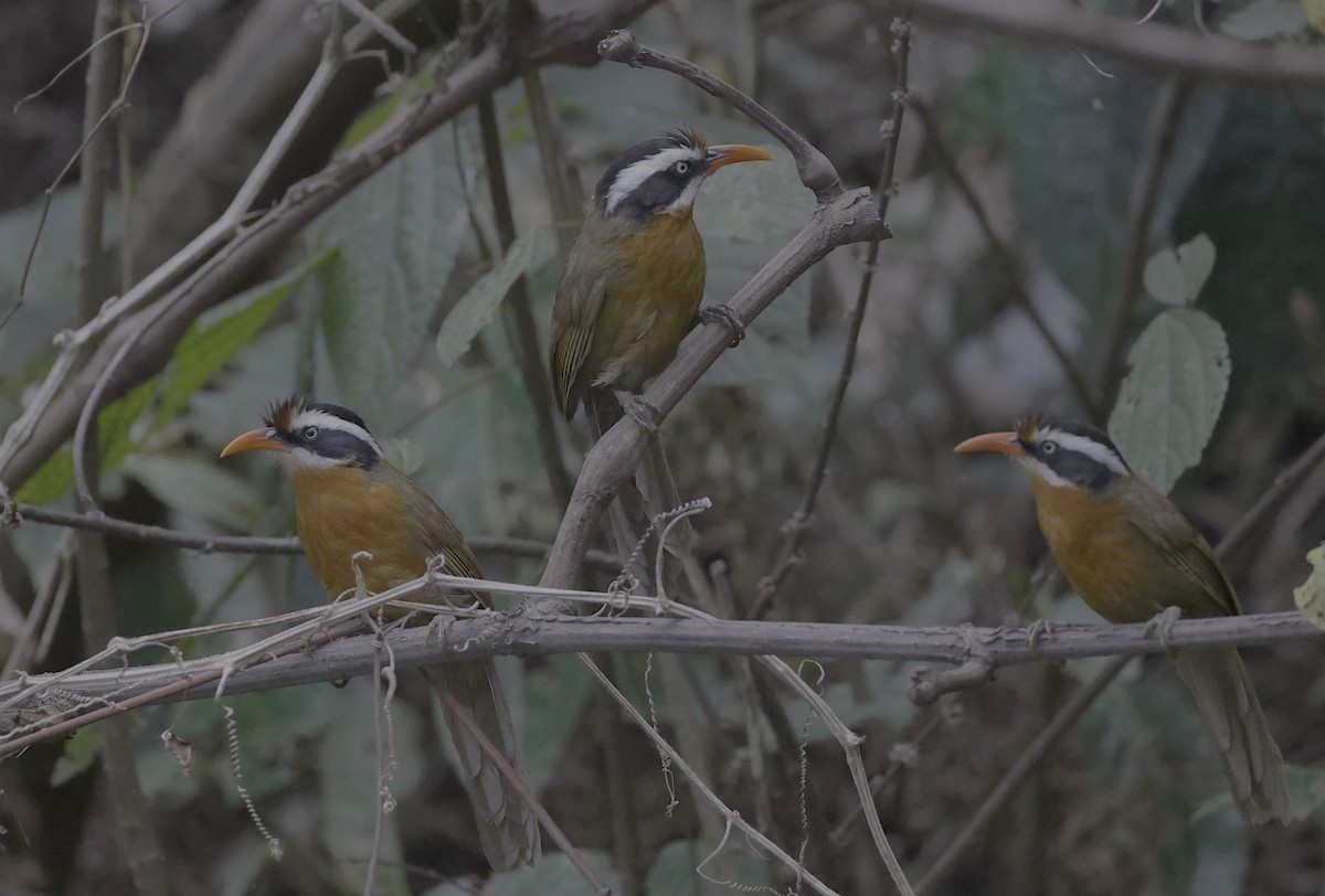Black-crowned Scimitar-Babbler - ML637117576