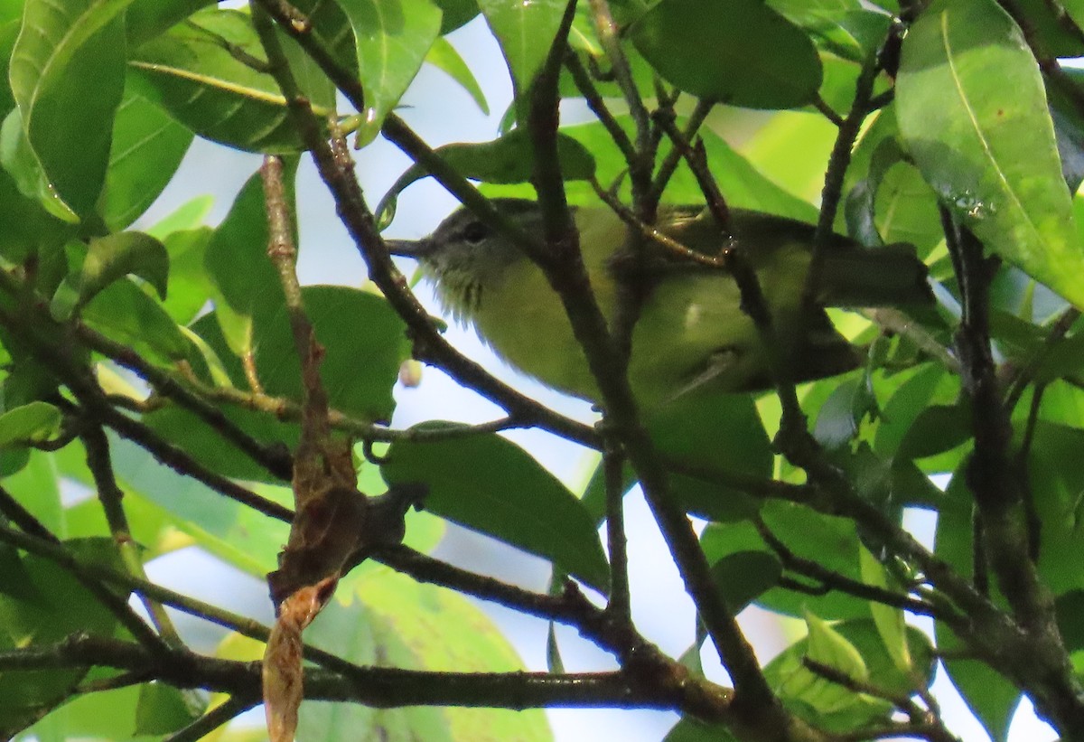 Island Leaf Warbler (Seram) - ML637117590