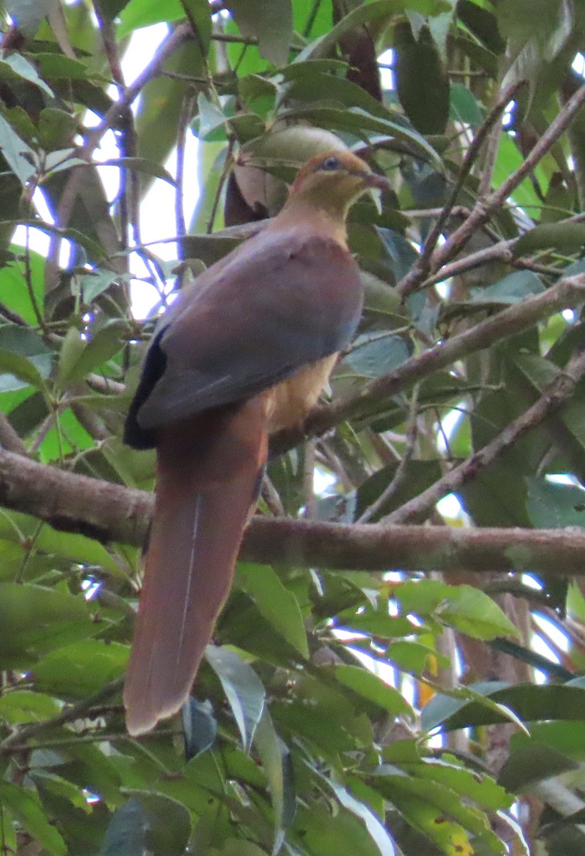 Amboyna Cuckoo-Dove - ML637117628