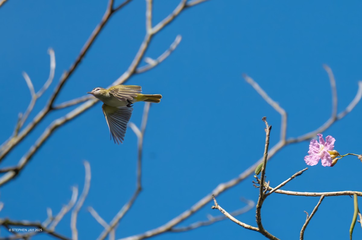 Chivi Vireo - ML637117680