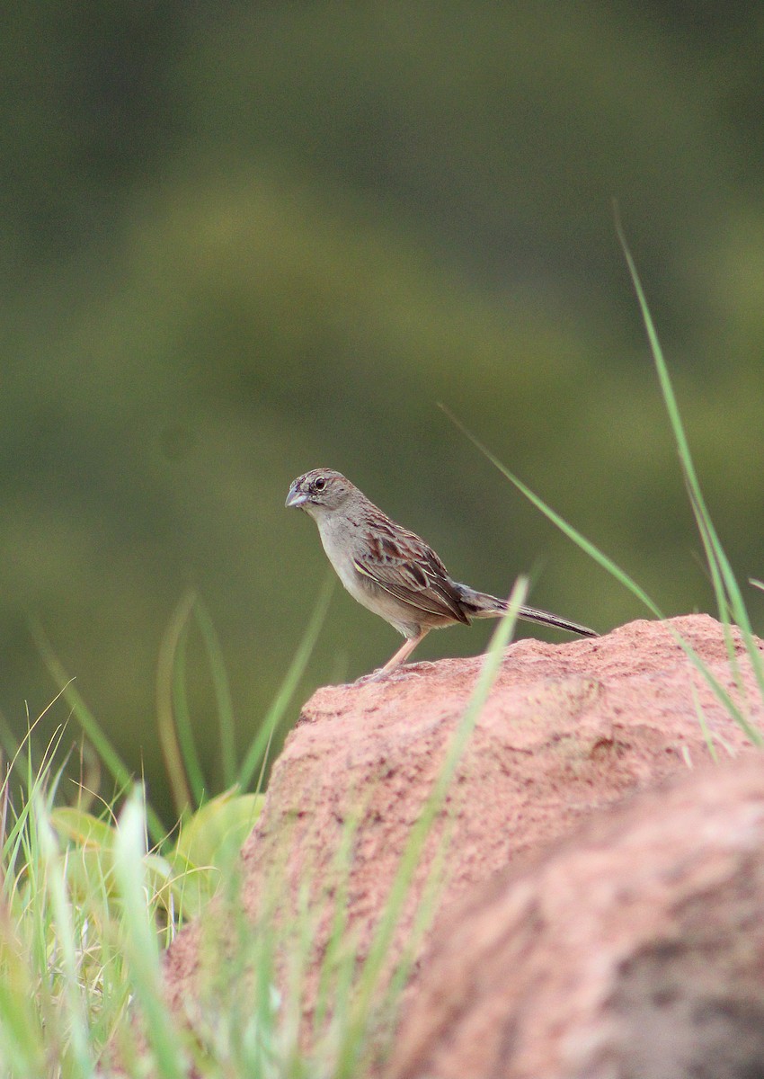 Botteri's Sparrow - ML637117687