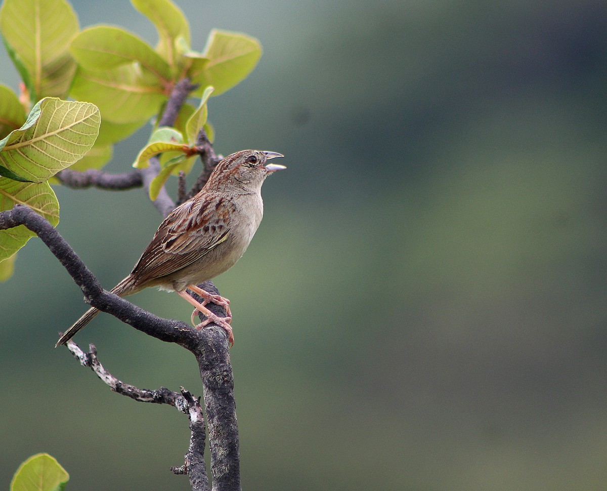 Botteri's Sparrow - ML637117688