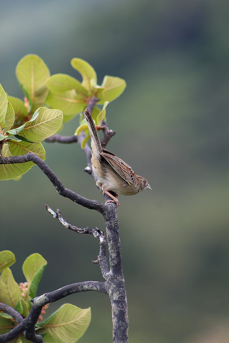 Botteri's Sparrow - ML637117689