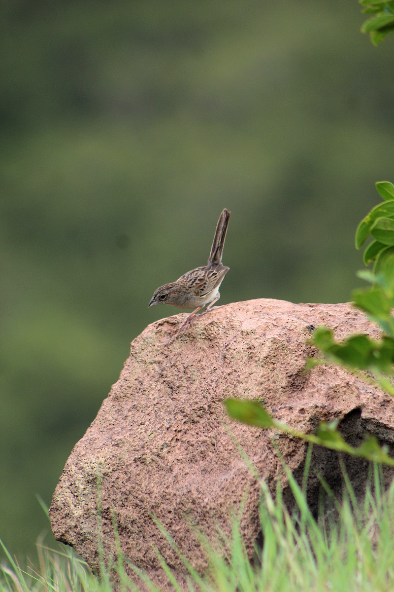 Botteri's Sparrow - ML637117690