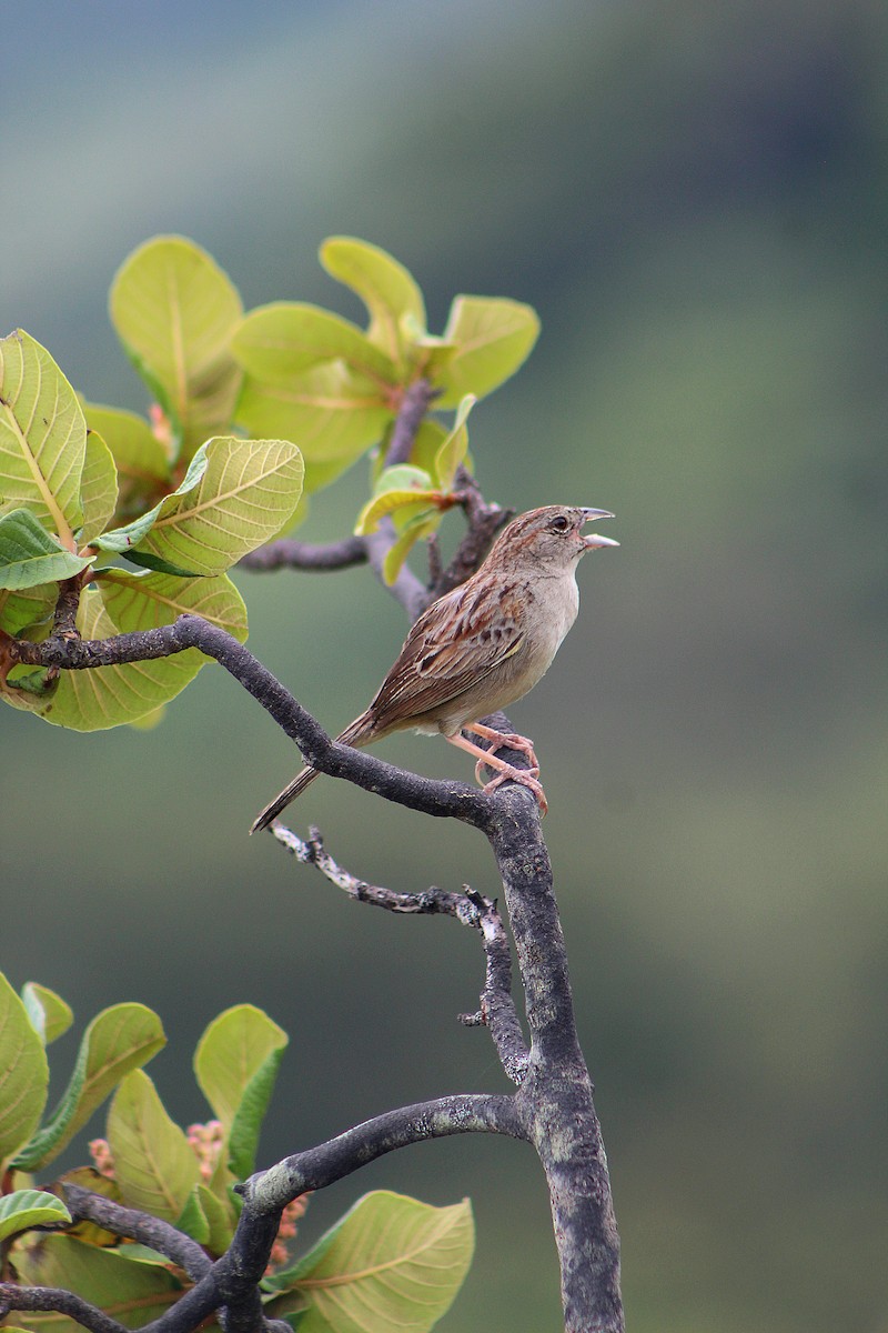 Botteri's Sparrow - ML637117692