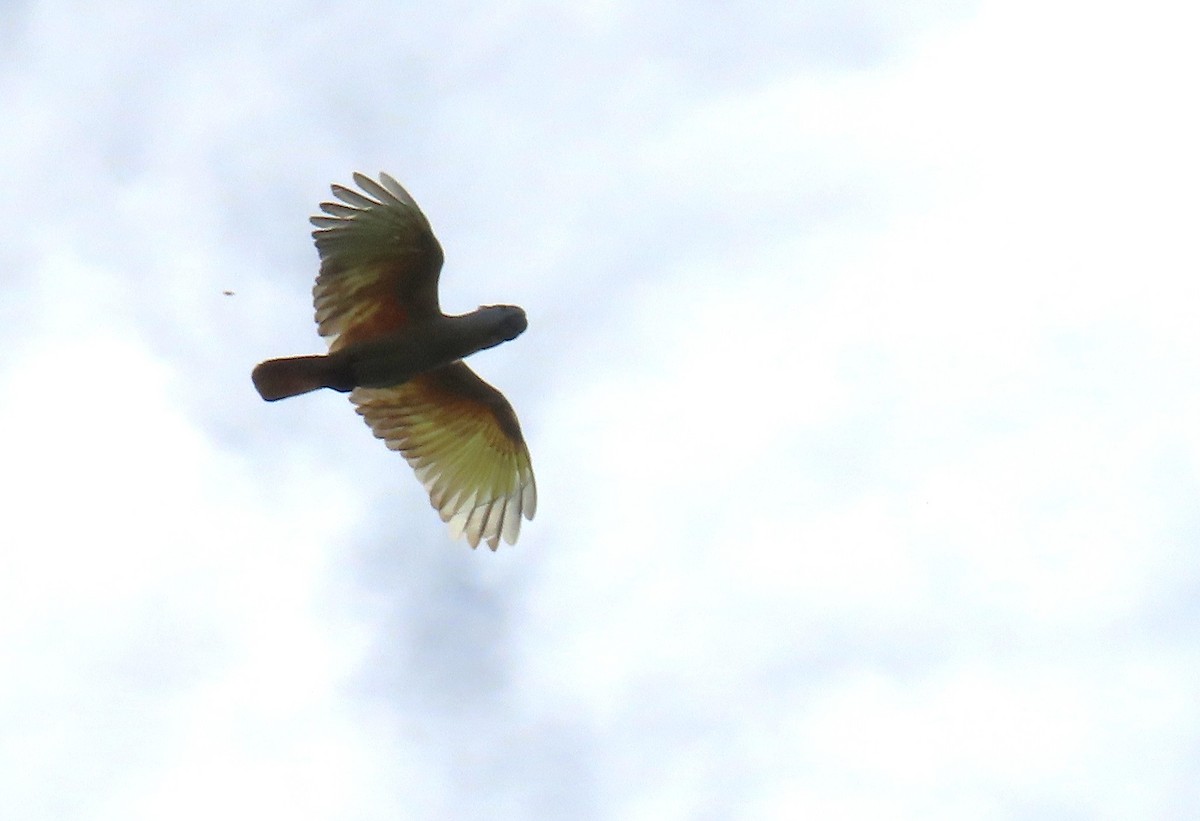 Salmon-crested Cockatoo - ML637117756