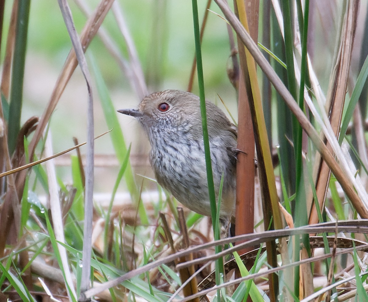 Brown Thornbill - ML637117766