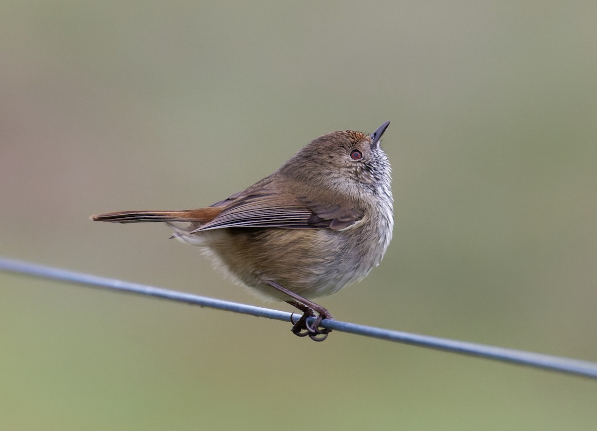 Brown Thornbill - ML637117767