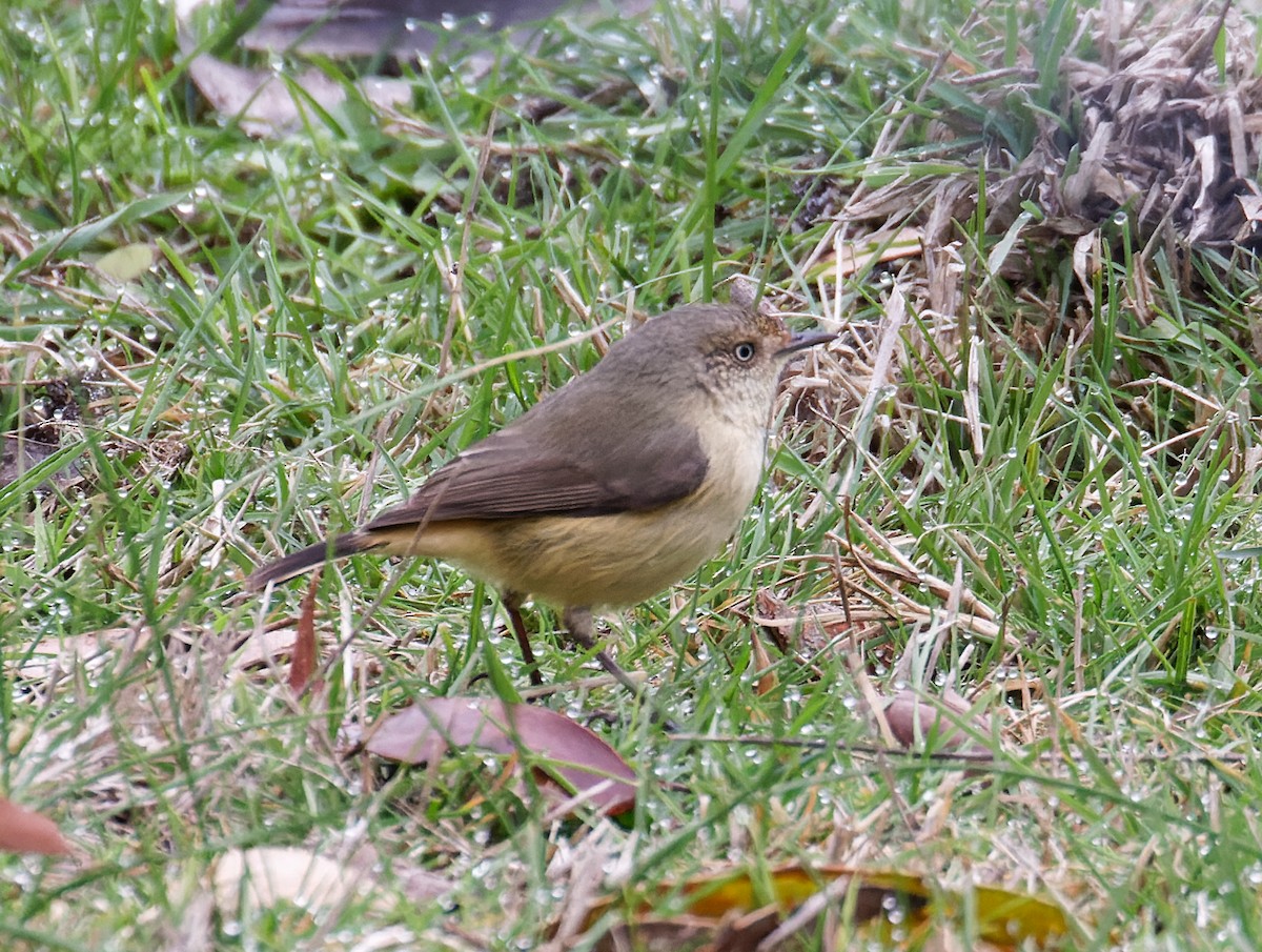 Buff-rumped Thornbill - ML637117772