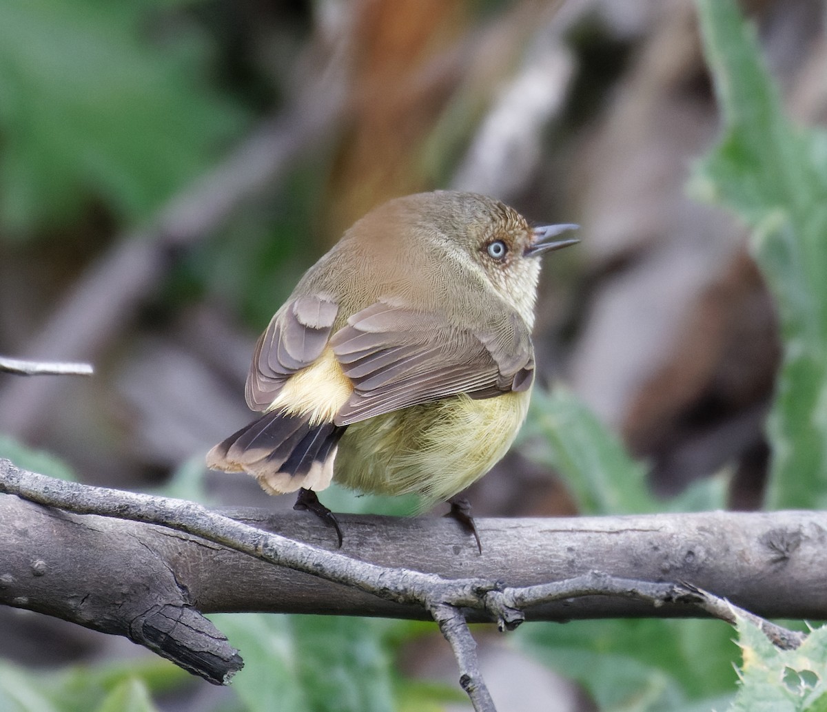 Buff-rumped Thornbill - ML637117773