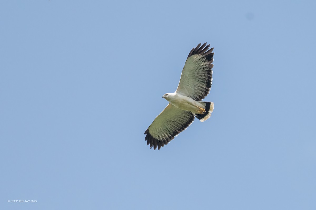 White Hawk - ML637117775