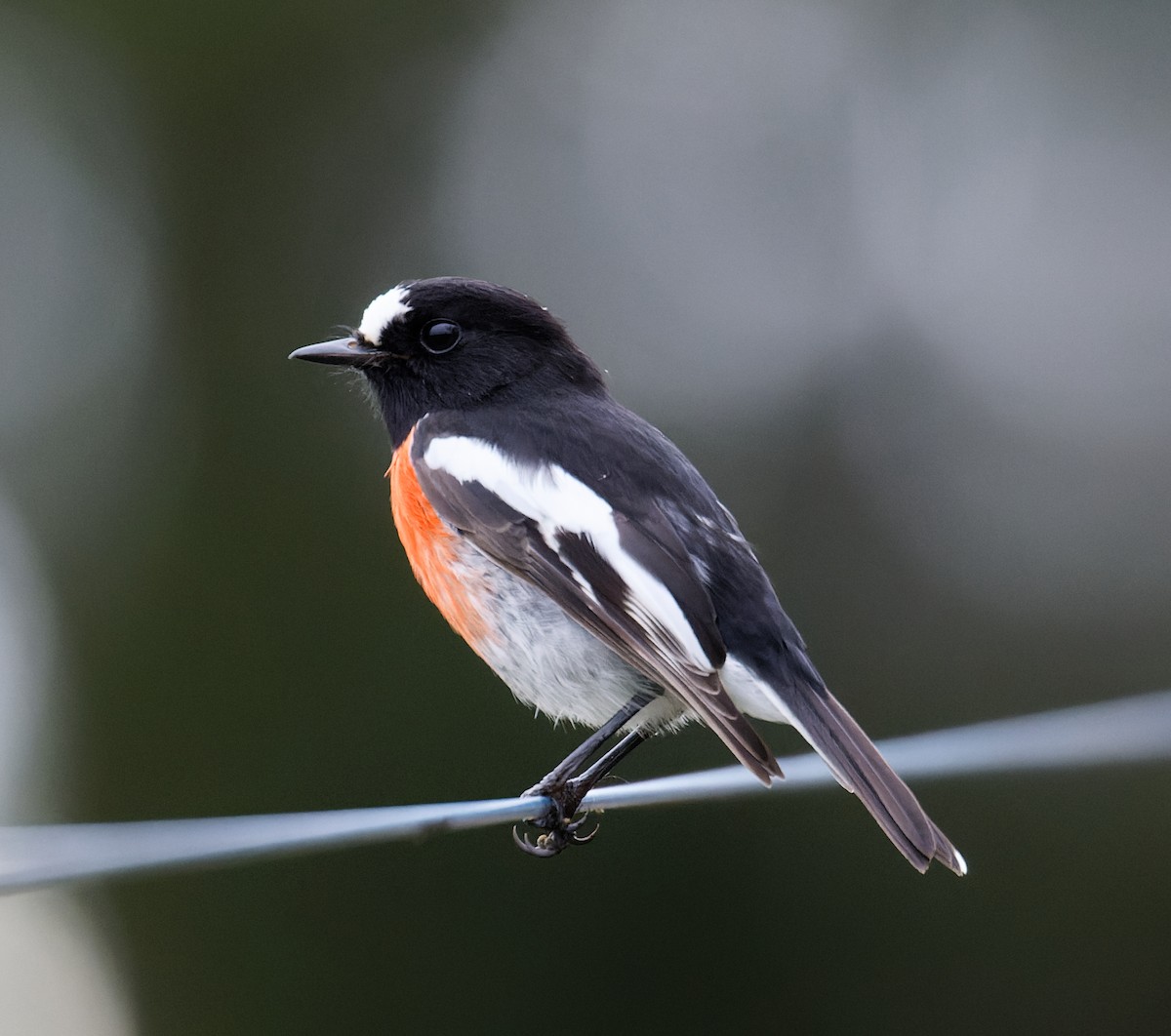 Scarlet Robin - ML637117777