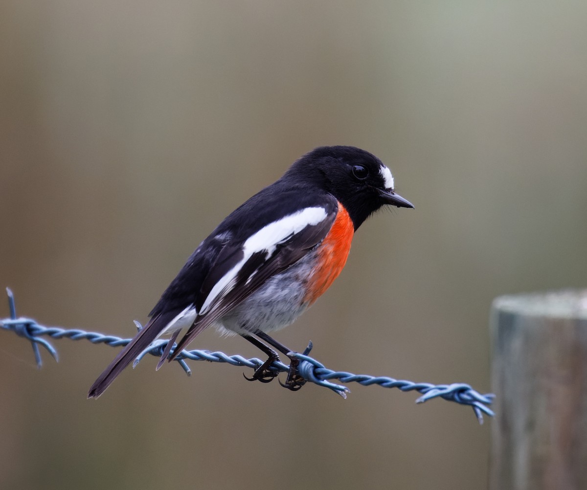 Scarlet Robin - ML637117778