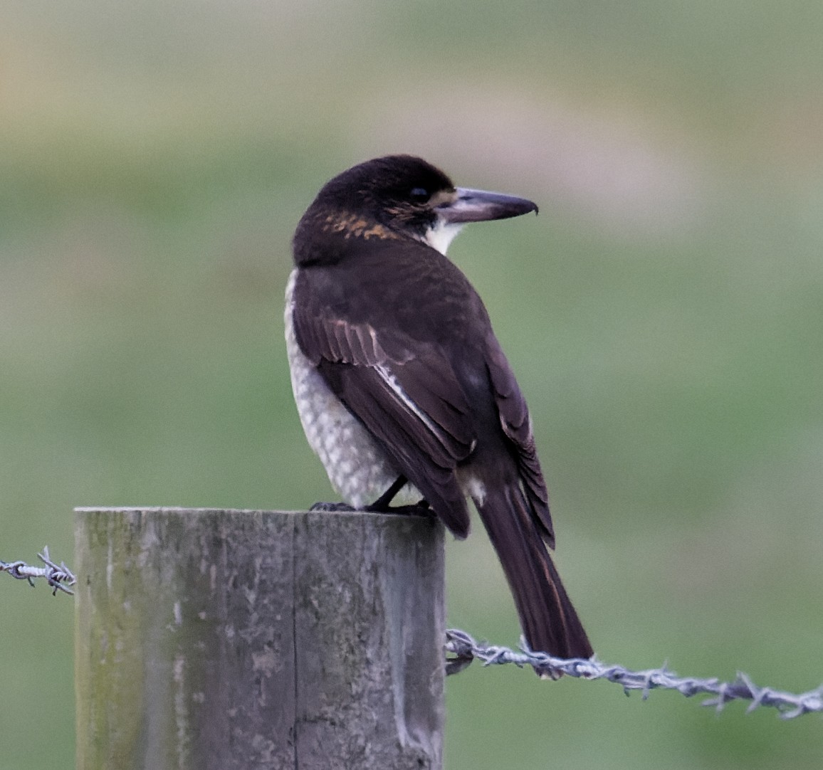 Gray Butcherbird - ML637117789