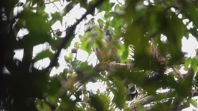 Crested Eagle - ML637117811