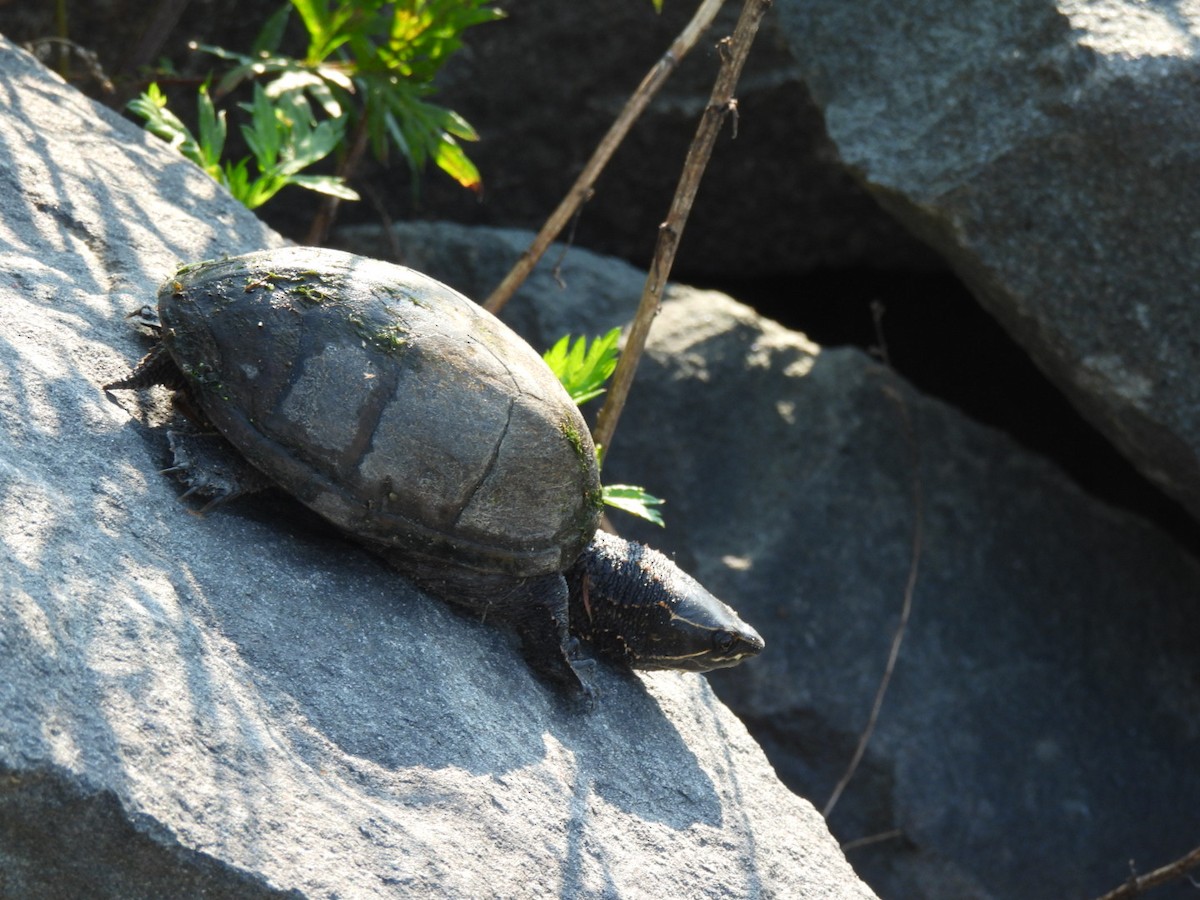 Animals - ML637117833