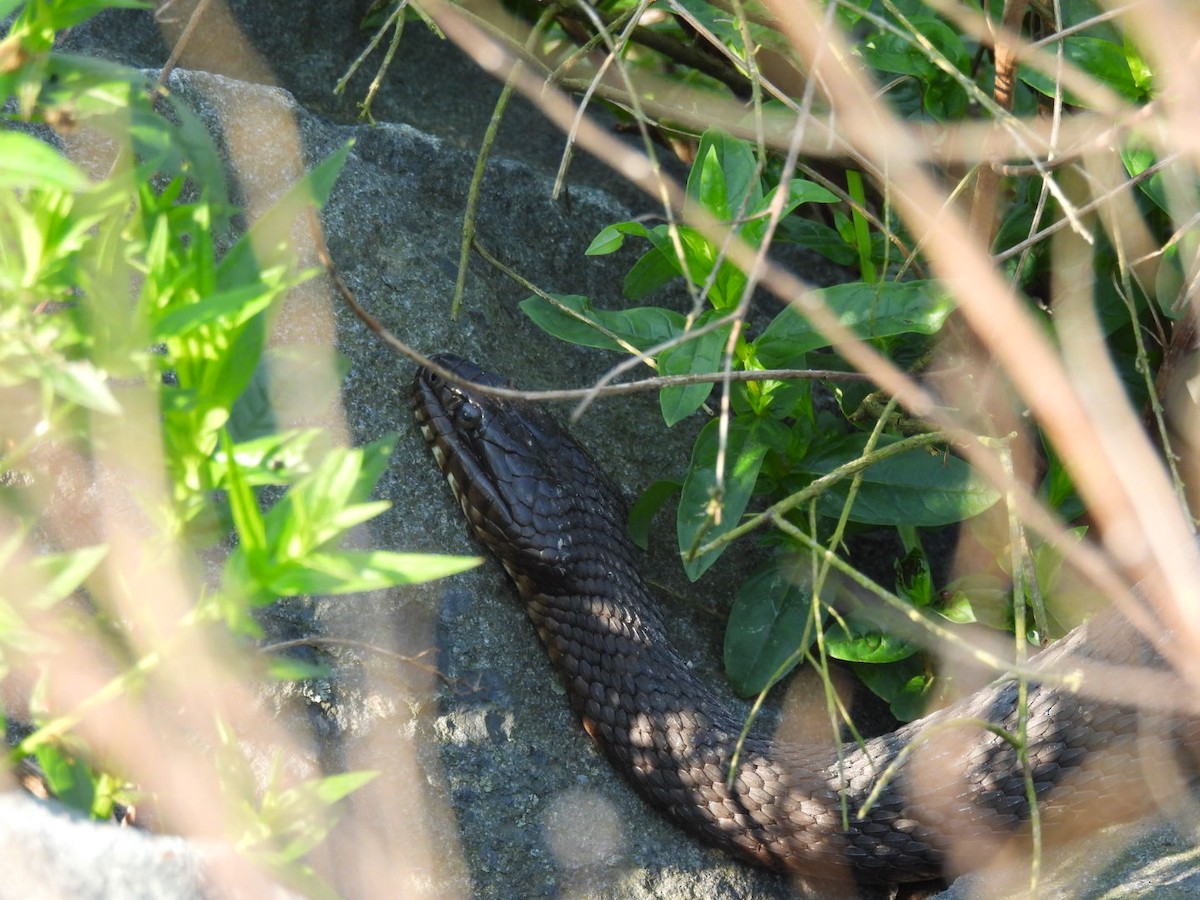 Animals - ML637117834