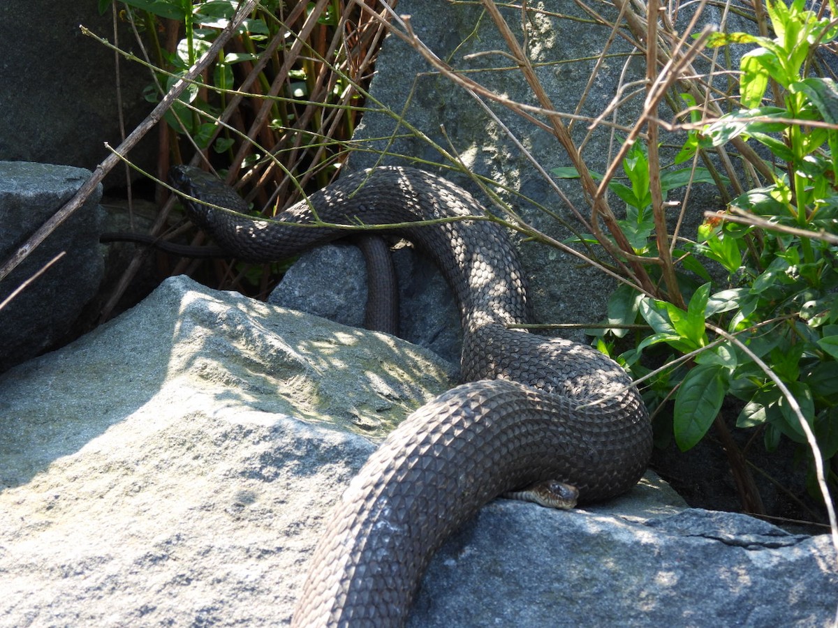 Animals - ML637117835