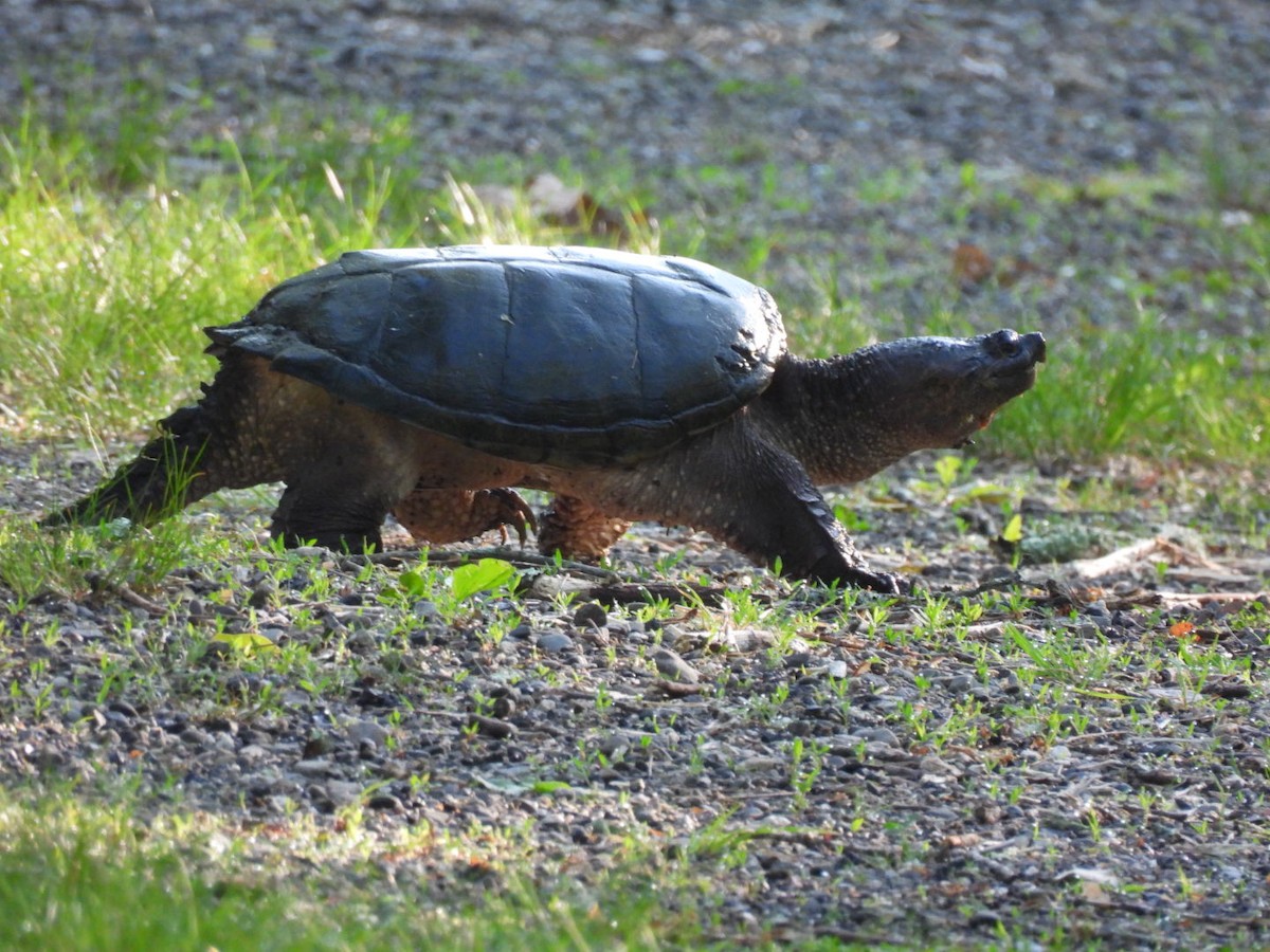 Animals - ML637117836