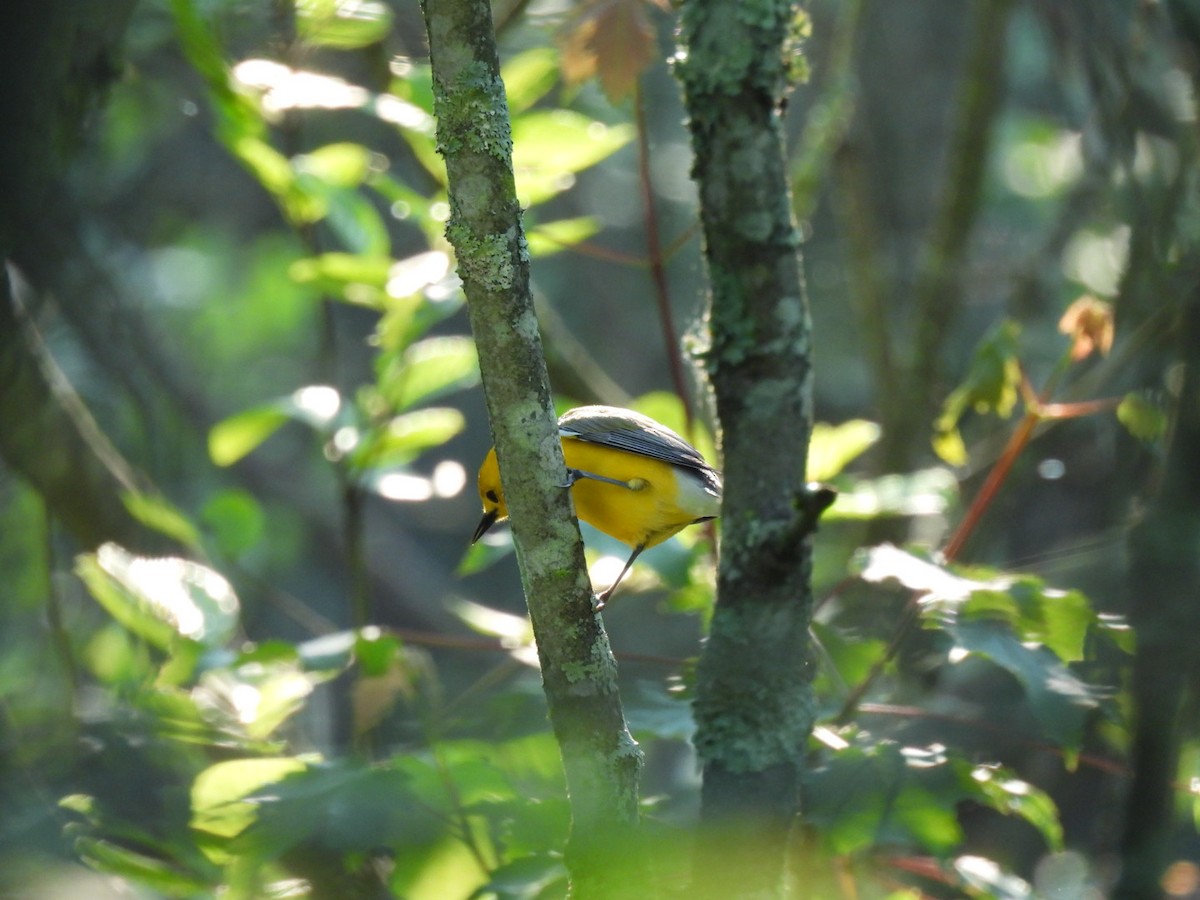 Prothonotary Warbler - ML637117875
