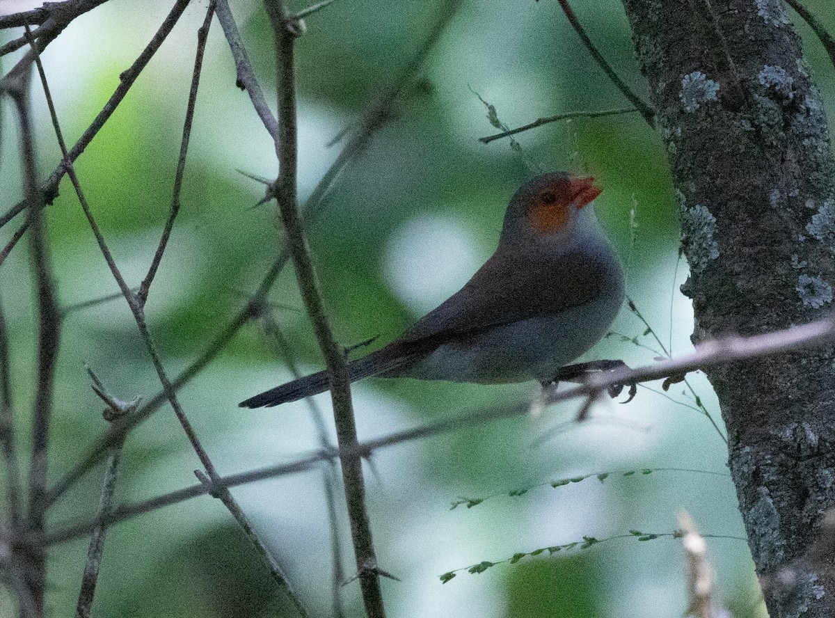 Orange-cheeked Waxbill - ML637117878