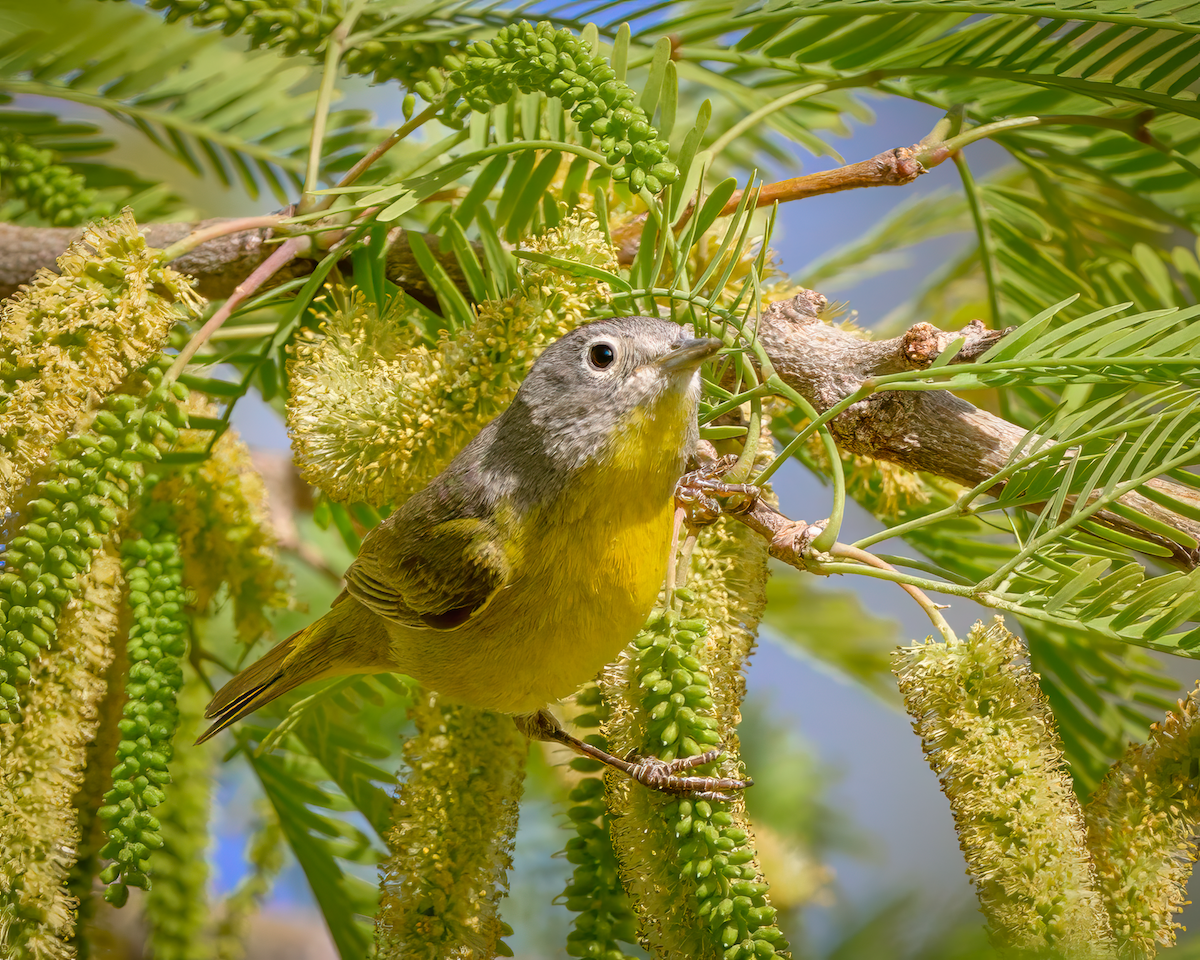 Nashville Warbler - ML637117936