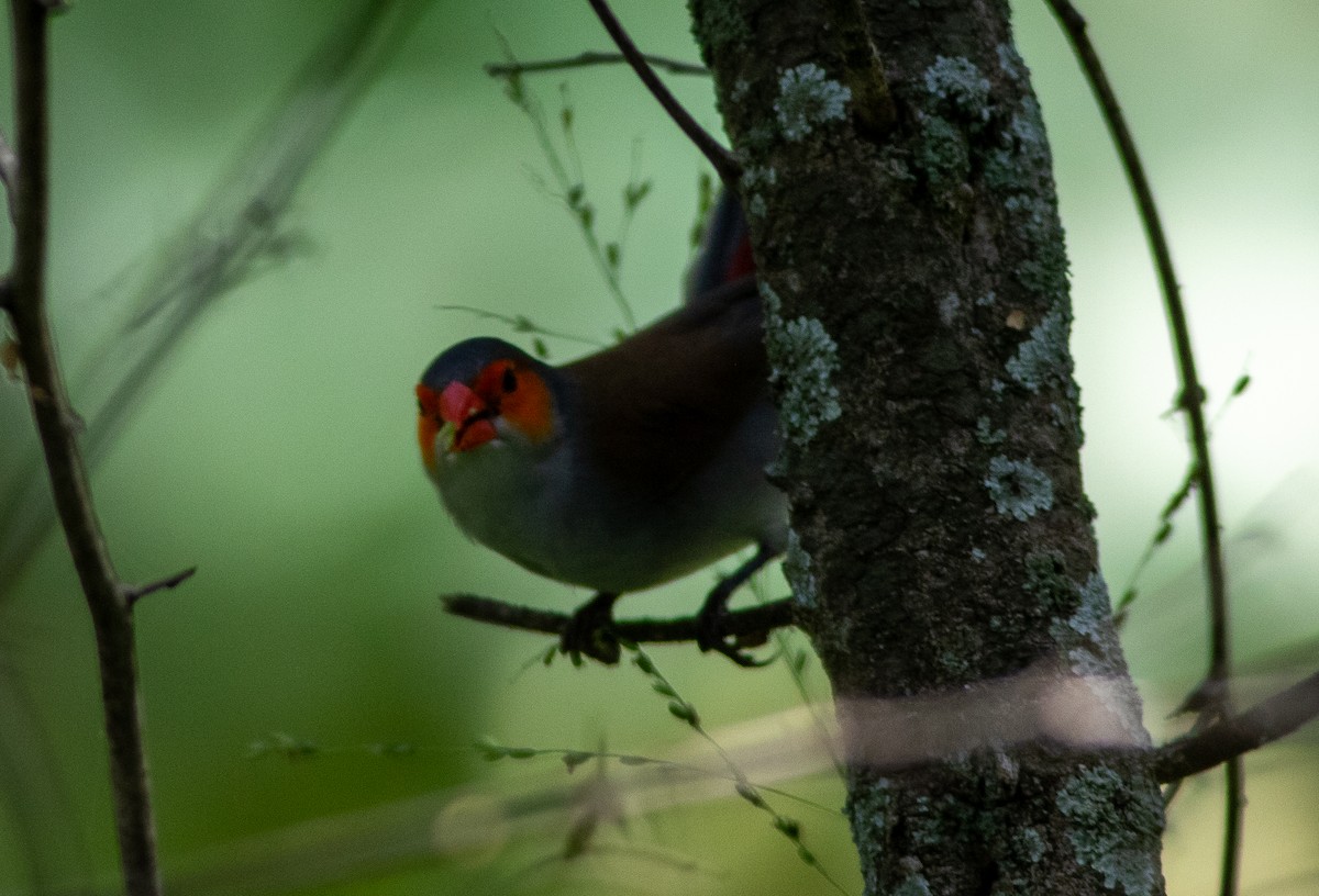 Orange-cheeked Waxbill - ML637117937