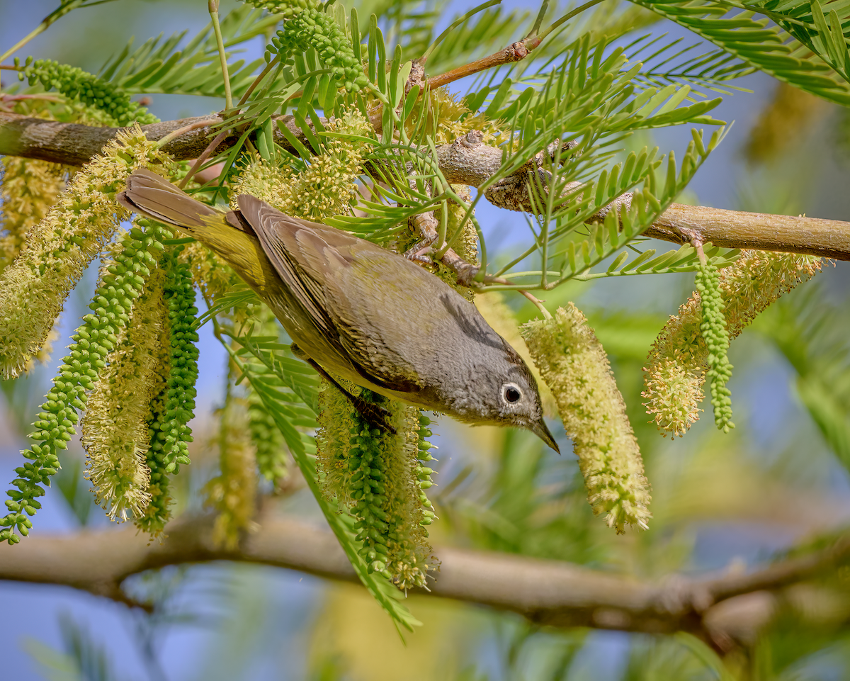 Nashville Warbler - ML637118073