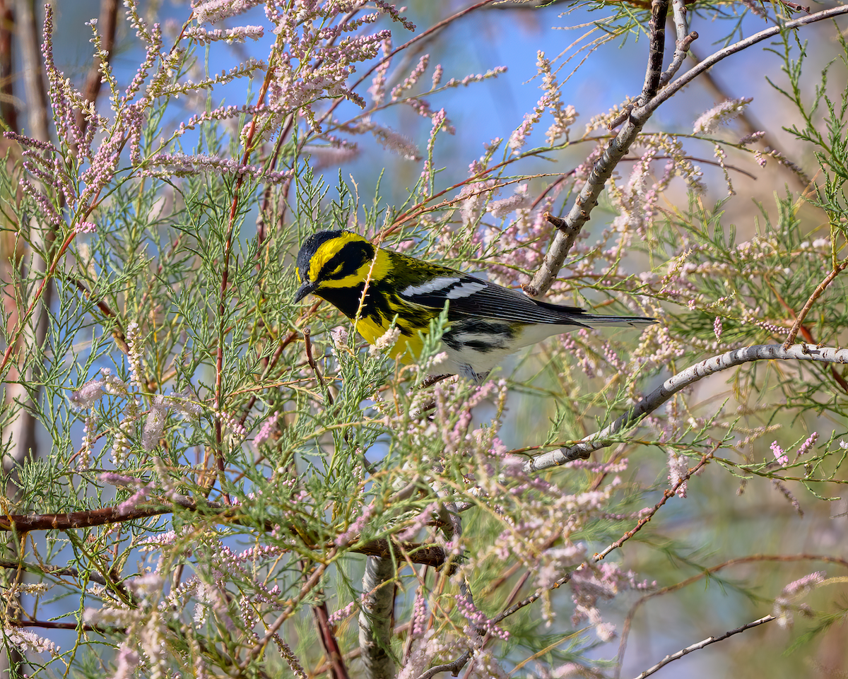 Townsend's Warbler - ML637118220