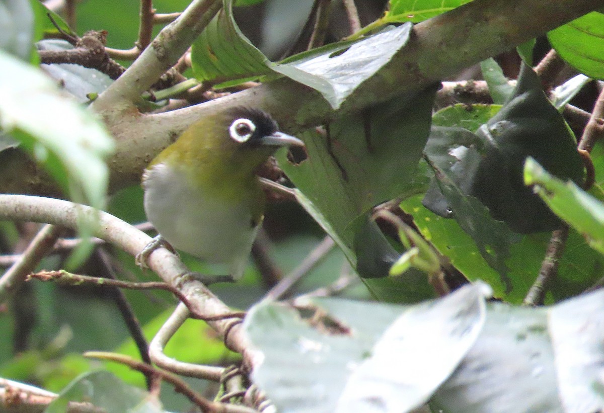 Seram White-eye - ML637118263