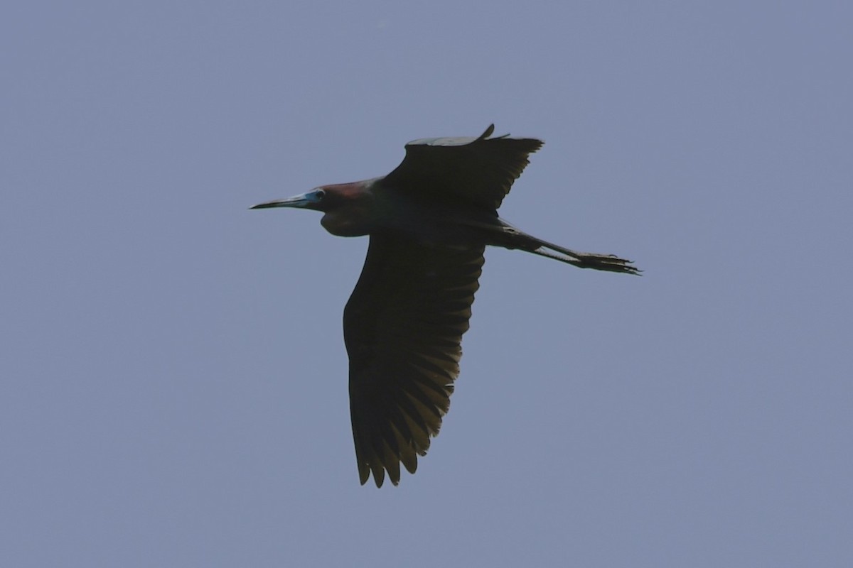 Little Blue Heron - ML637118320