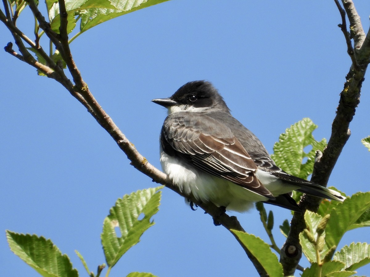 Eastern Kingbird - ML637118321
