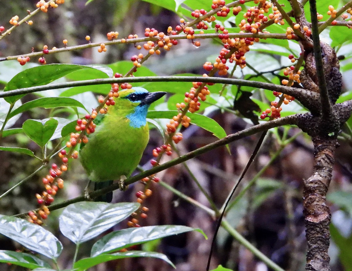 Golden-naped Barbet - ML637118370