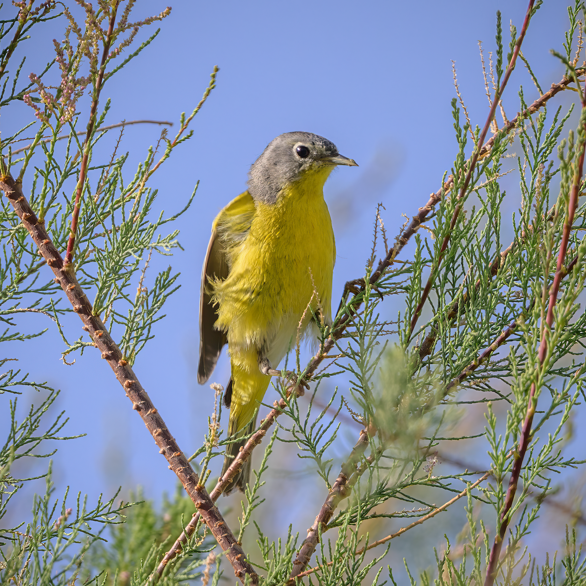 Nashville Warbler - ML637118460