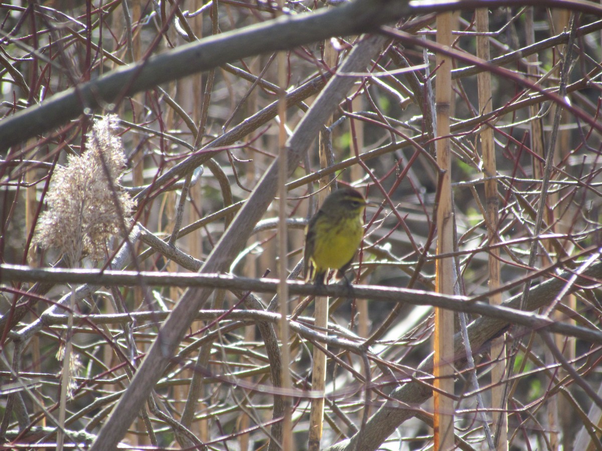 Palm Warbler (Yellow) - ML637118545