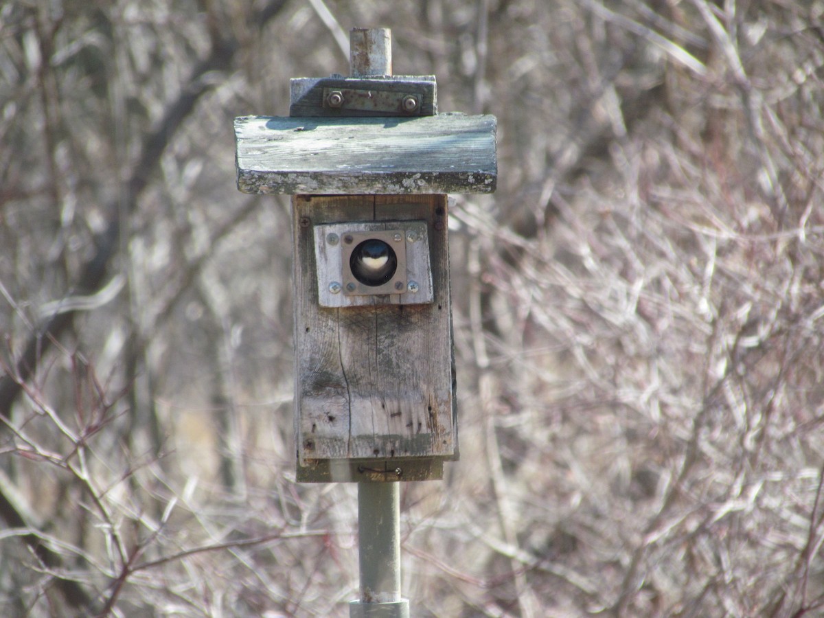 Tree Swallow - ML637118561