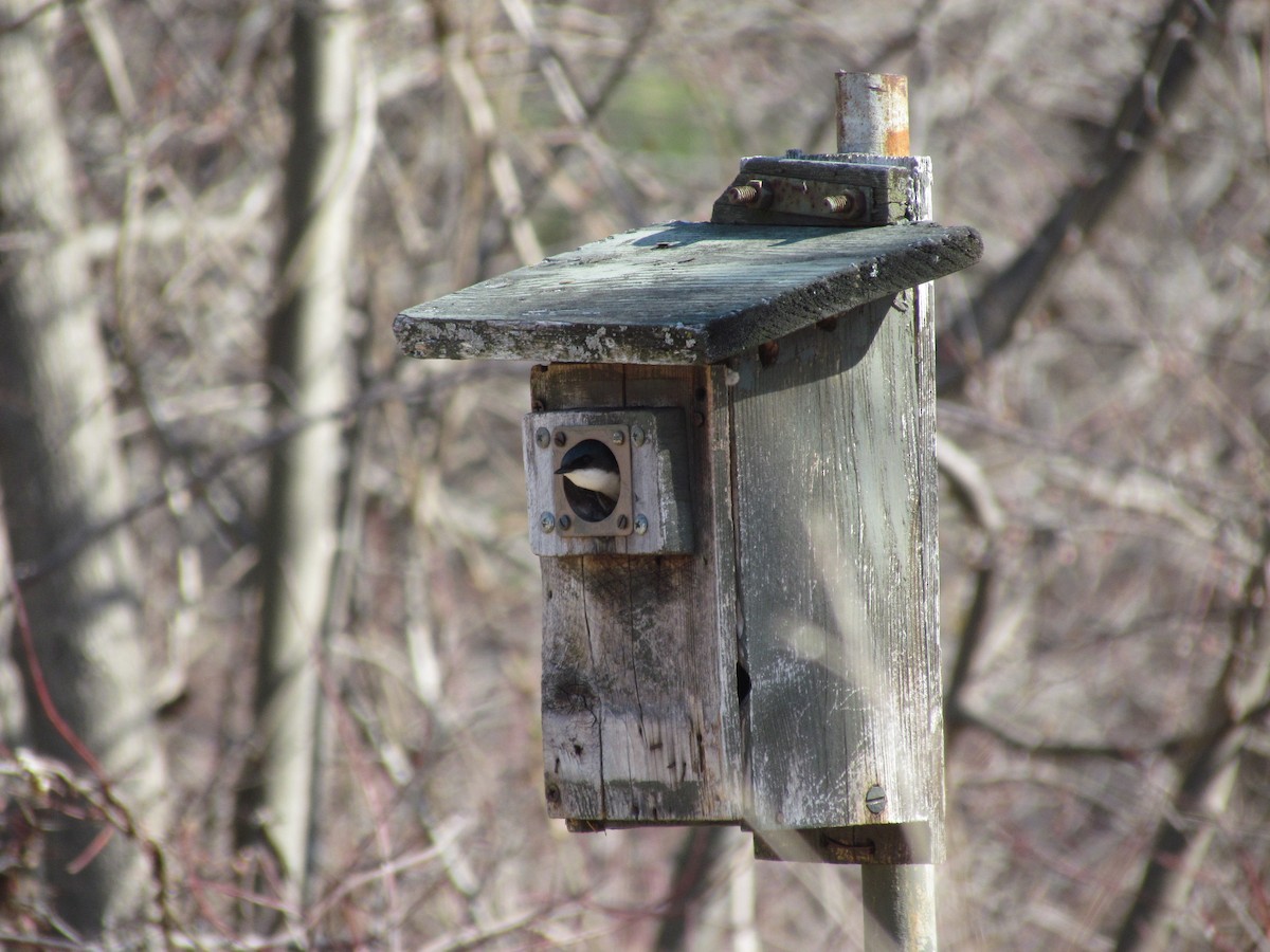 Tree Swallow - ML637118567